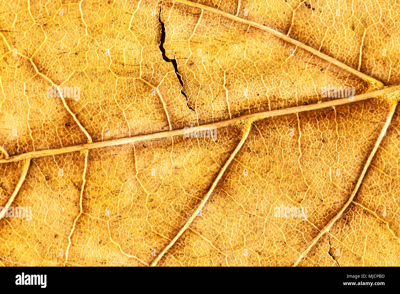 Extreme close-up of tree leaf, leaf structure Stock Photo