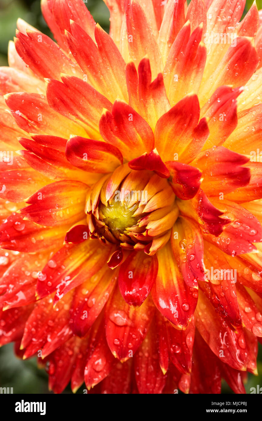 Dinnerplate dahlia hi-res stock photography and images - Alamy