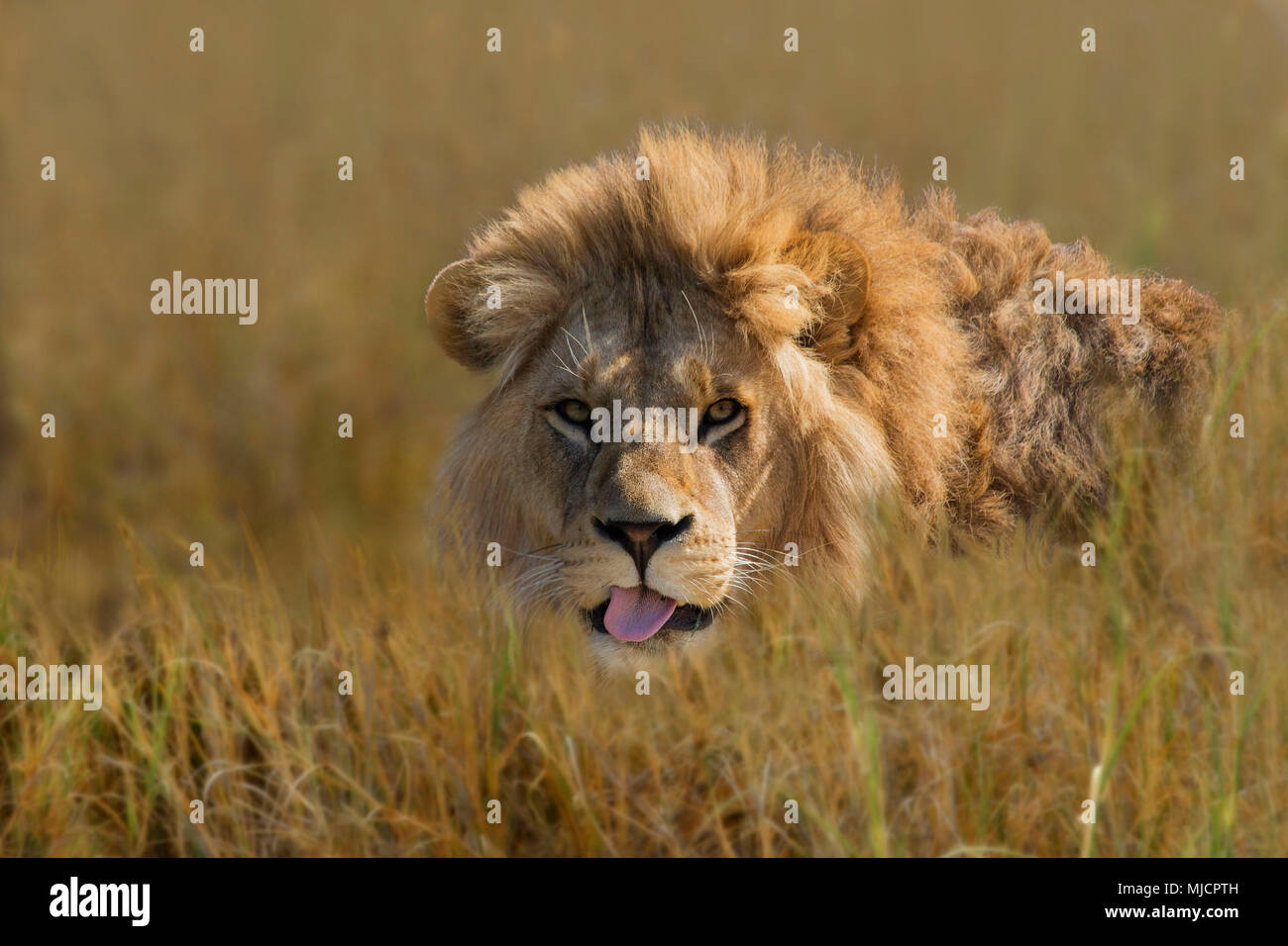 male lions slink through the grass, Panthera leo, Africa Stock Photo