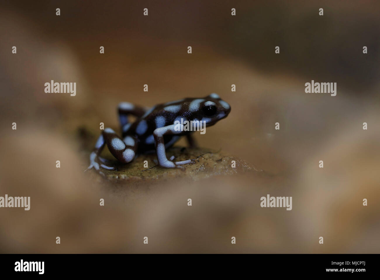 Maranon poison frog from north east peru hi-res stock photography and ...