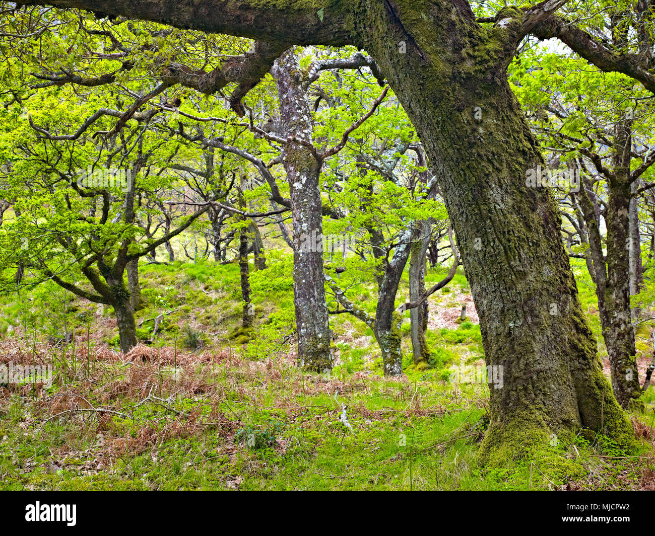 Ireland, county Mayo, old holms in the Sheeffry Wood Stock Photo