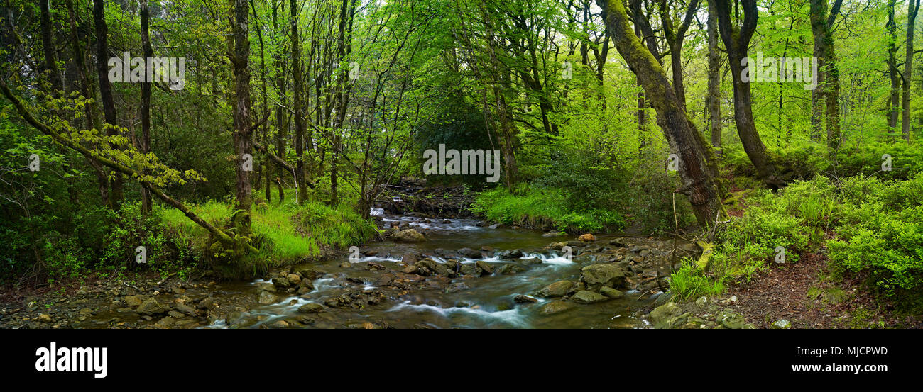 Ireland, Wicklow county, river in the Wicklow-Mountains, national park, beeches, holms, ferns Stock Photo