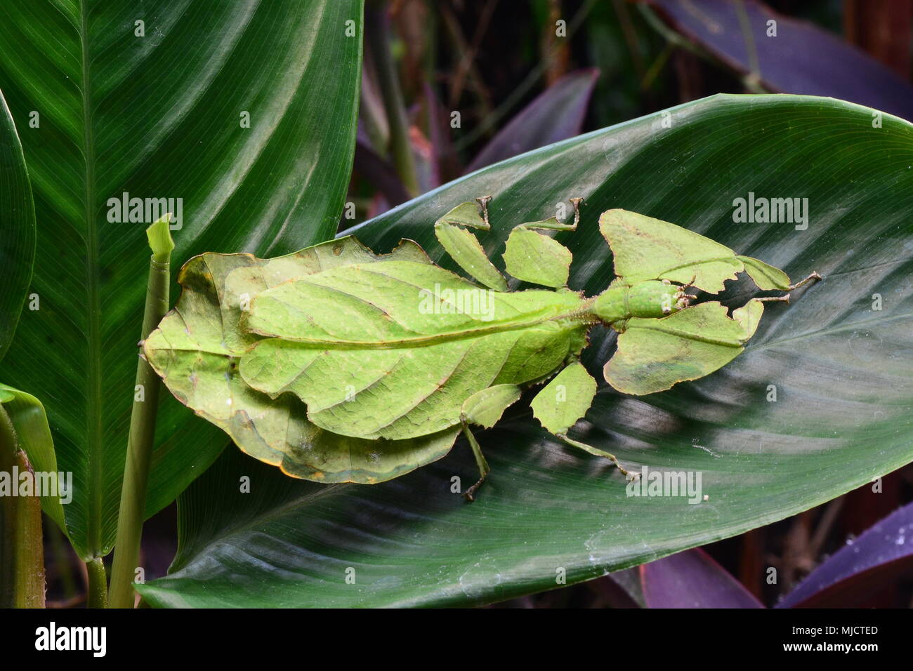Giant leaf insect sits on a plant leaf in the gardens. Stock Photo