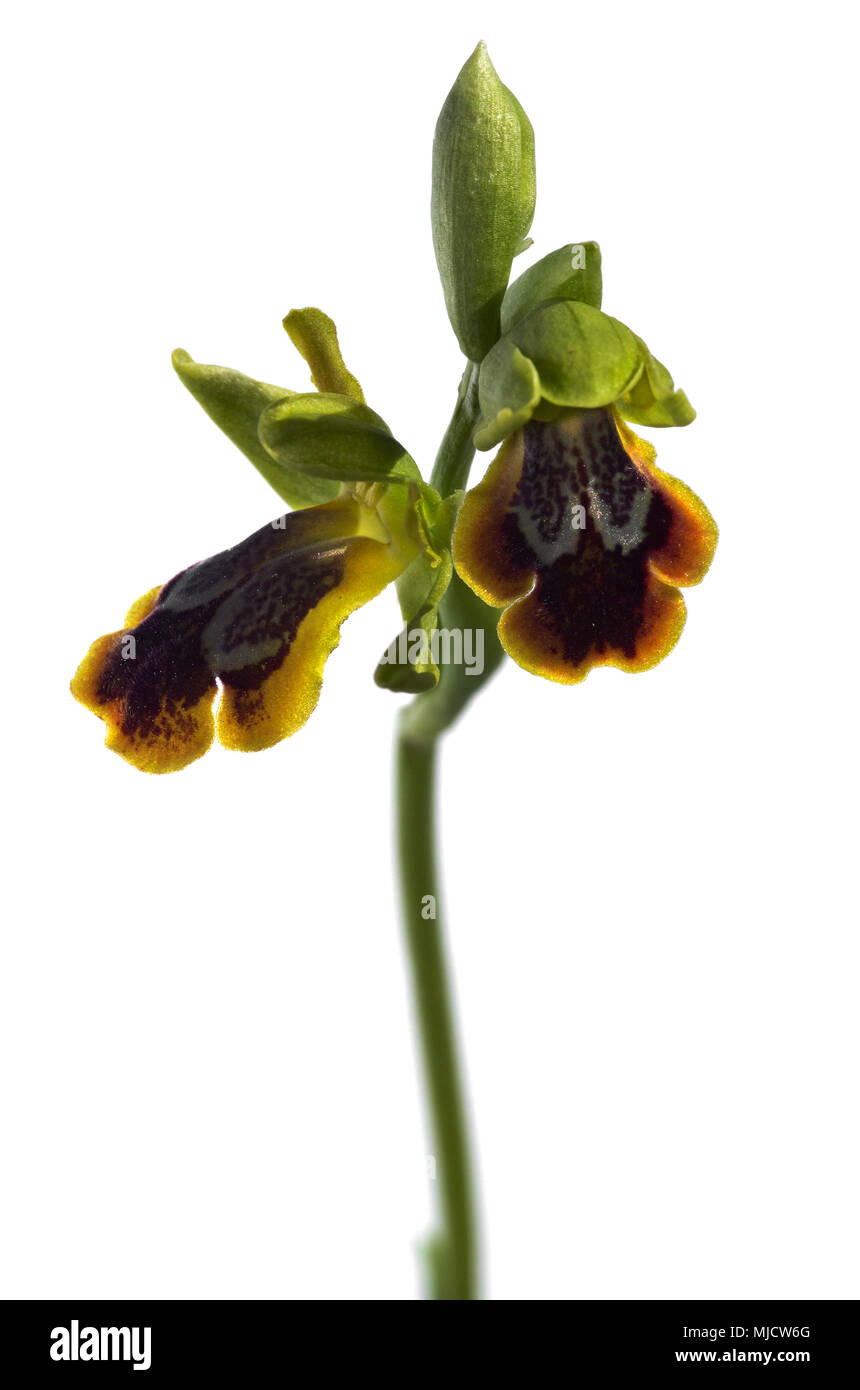 Two open flowers of wild Sombre bee orchid (Ophrys fusca subsp. bilunulata), also know as dark bee orchid, isolated over a white background. Arrabida  Stock Photo