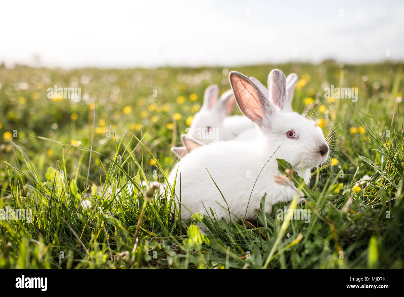 white rabbit on a grass background Stock Photo - Alamy