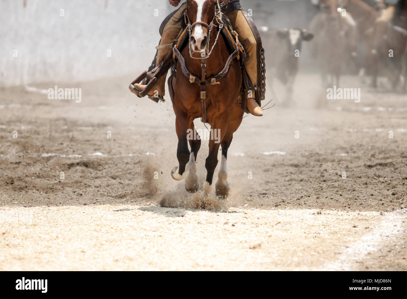 Front view of a mexican charro riding fast his horse Stock Photo