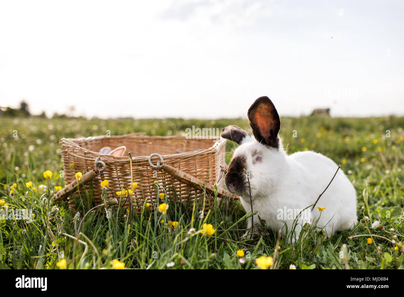 A view of a white rabbit on a green grass Stock Photo