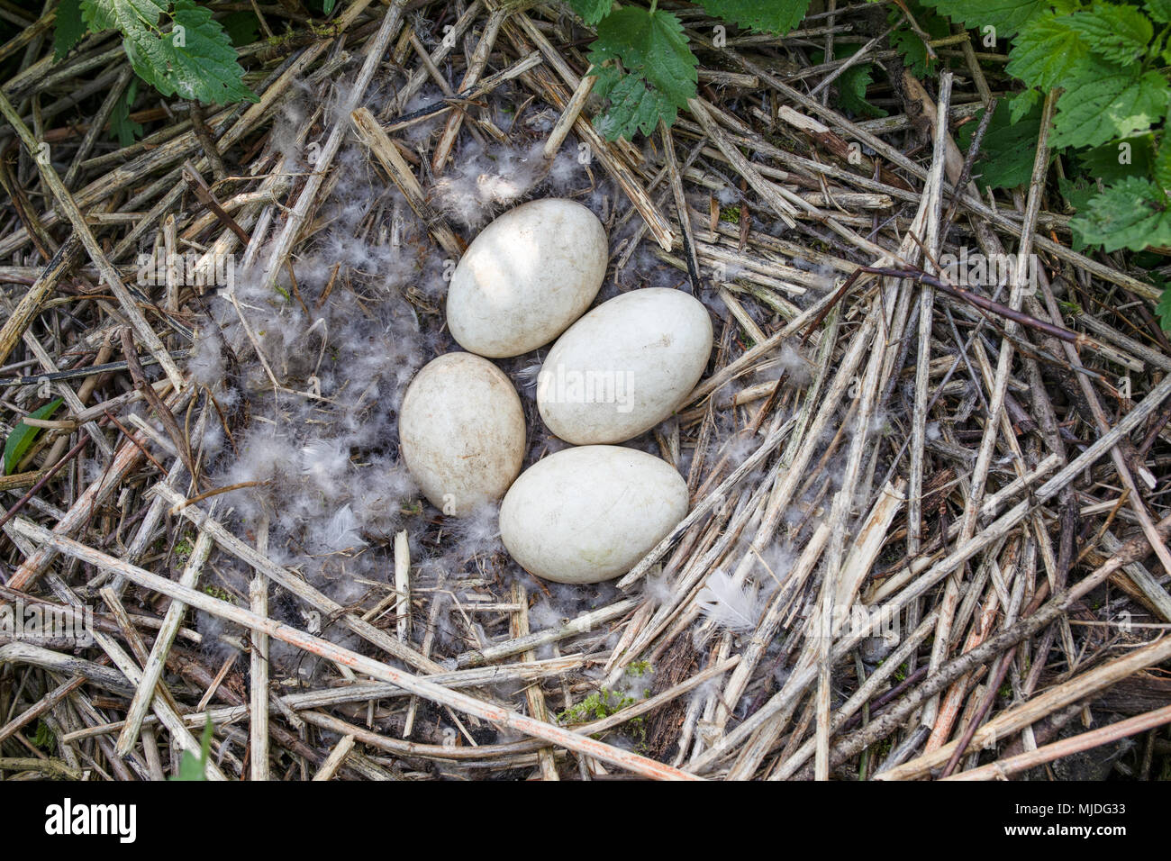 Wild goose eggs in nest. Nature reserve in Poland. Lednica lake. Real