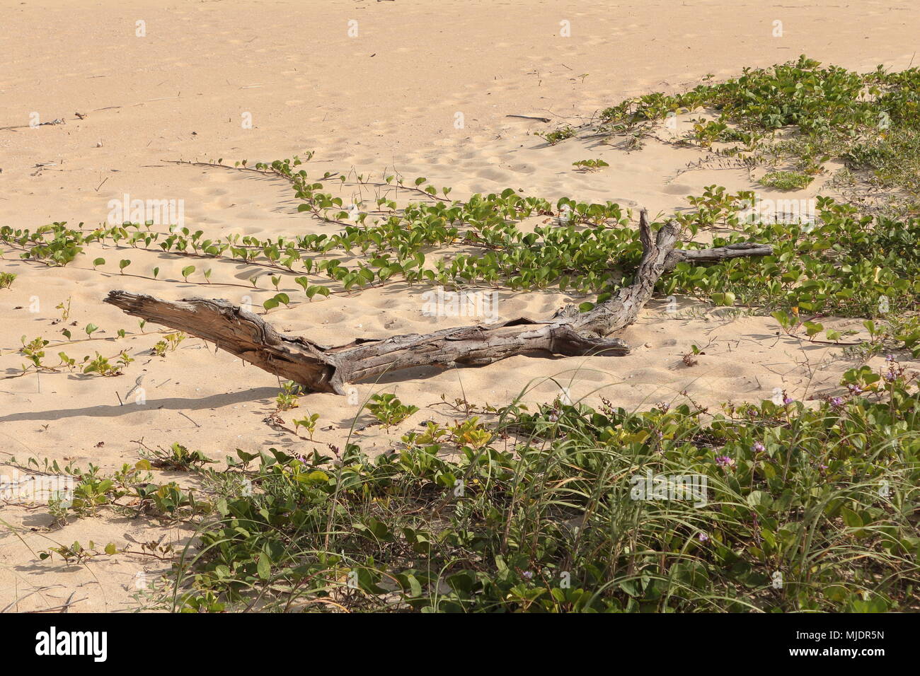 Drift wood among beach vegetation. Ipomoea. Brazil. Stock Photo