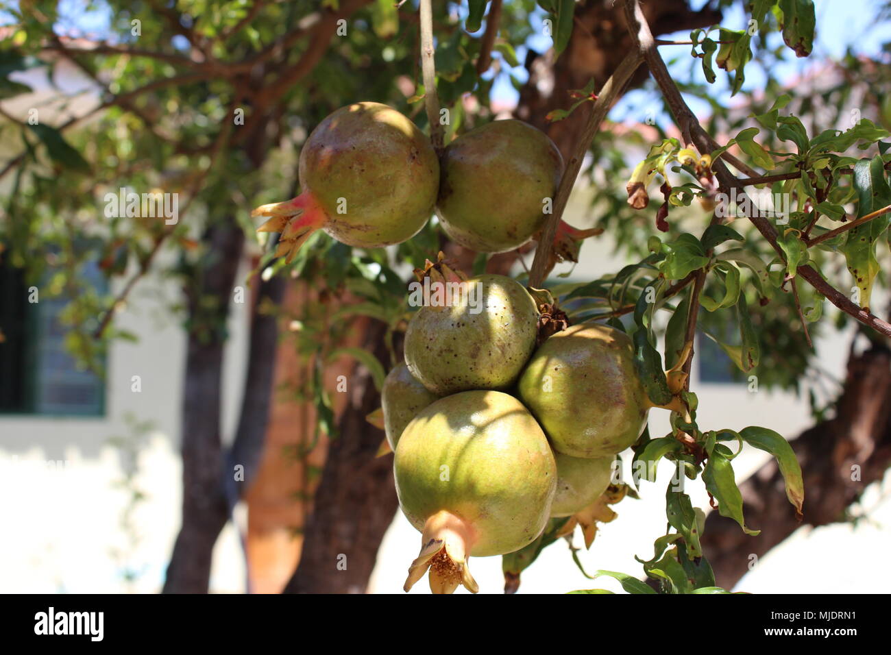 Pomegranates on tree. Punica granatum Stock Photo