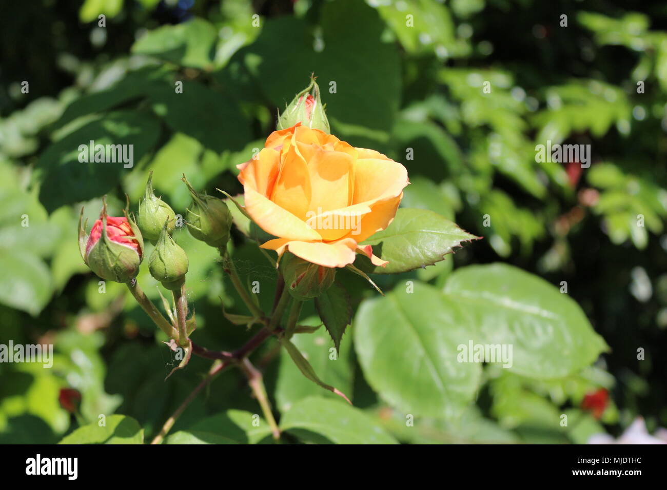 Red yellow pink rose hi-res stock photography and images photo