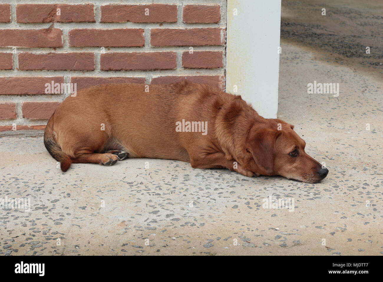 Sausage dog hires stock photography and images Alamy