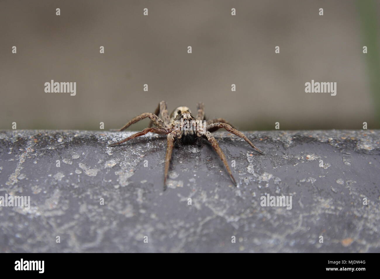 Wolf Spider, Lycosa furcillata, on the edge of a concrete step. Stock Photo