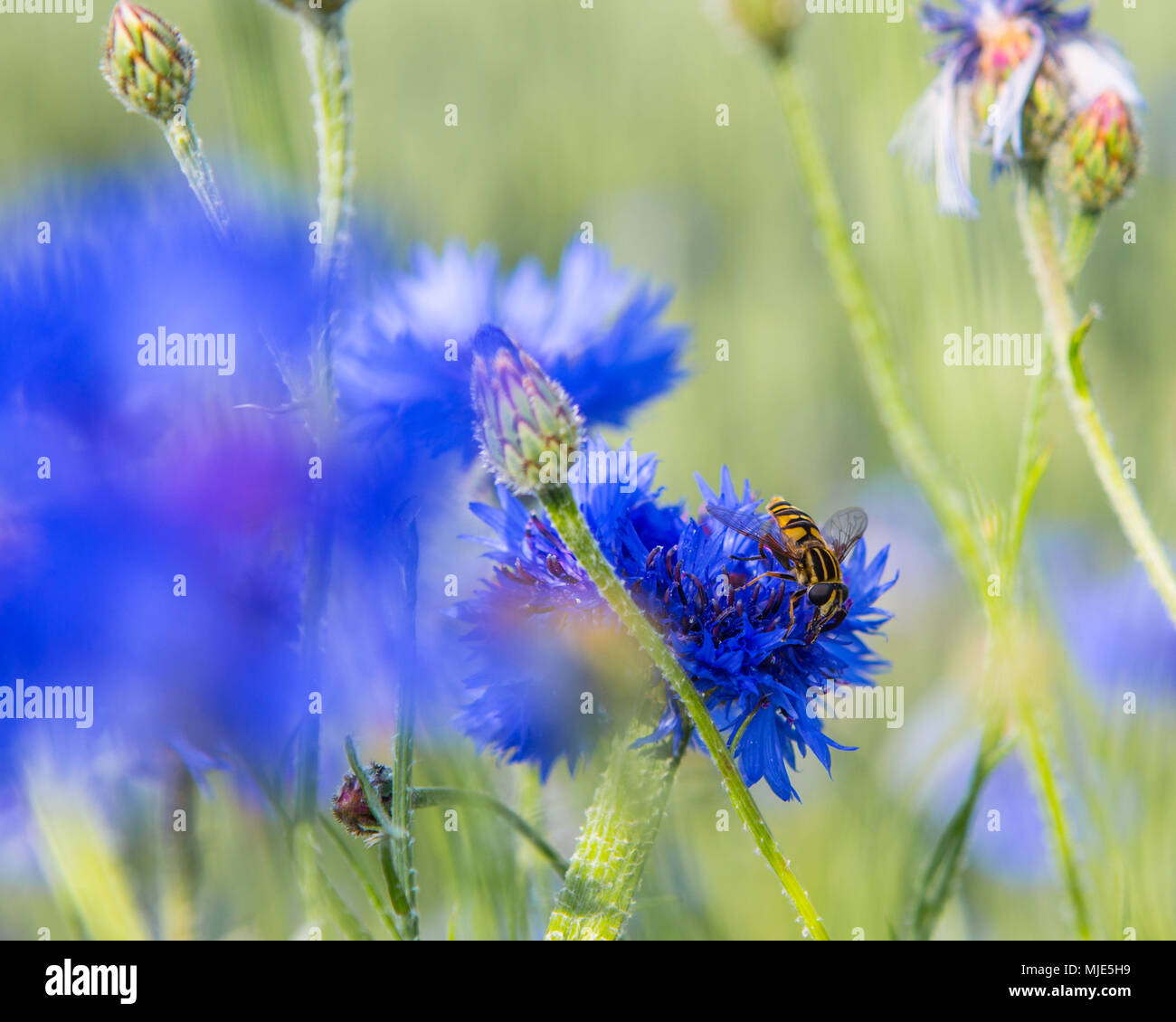 Cornflowers with insect Stock Photo