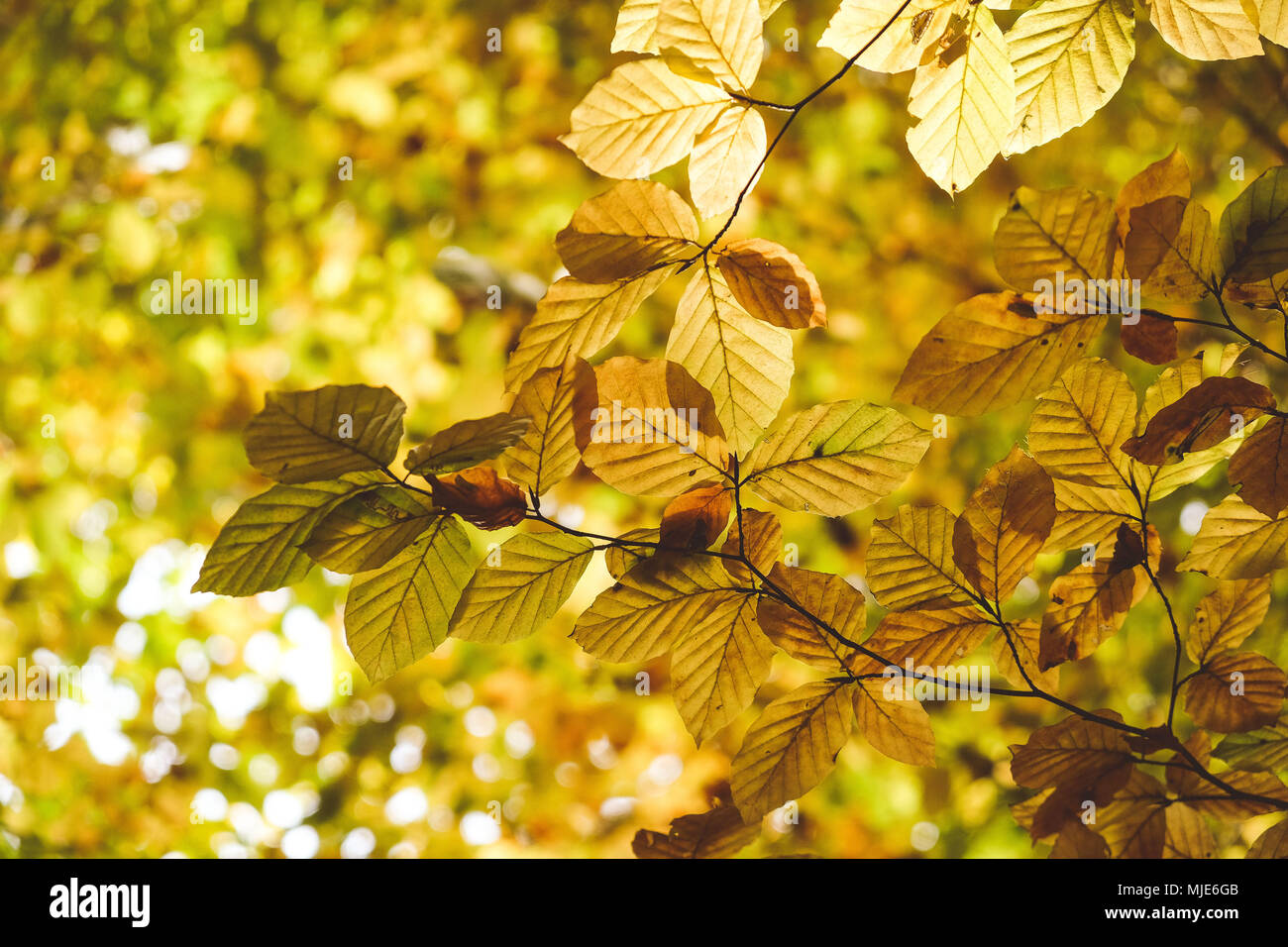 Golden autumn, sun shining through yellow beech leaves, close-up Stock Photo