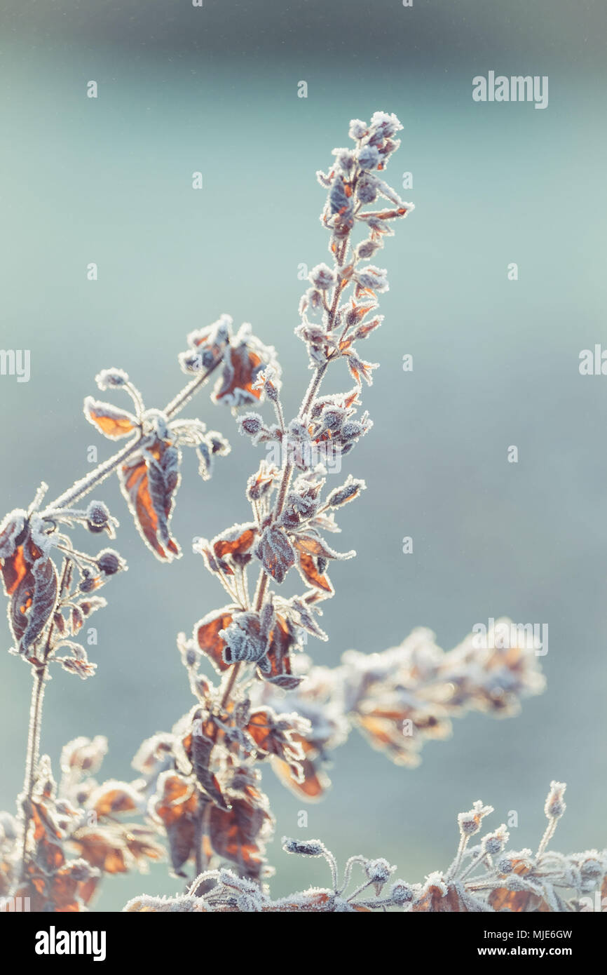 Frozen meadow flowers coated with hoarfrost in front of blurred background Stock Photo