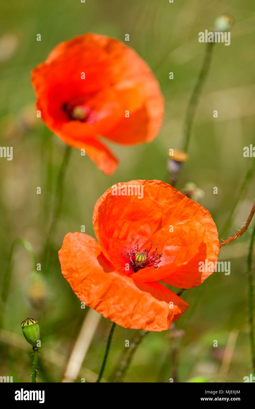 Red poppy flowers hi-res stock photography and images - Alamy