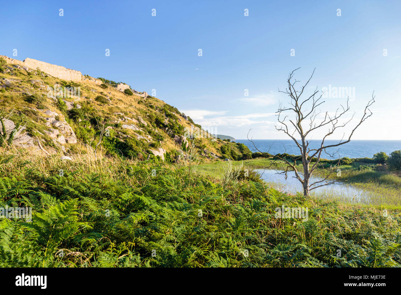 Vegetation on the coast directly below the ruins of Hammershus, Europe, Denmark, Bornholm, Stock Photo