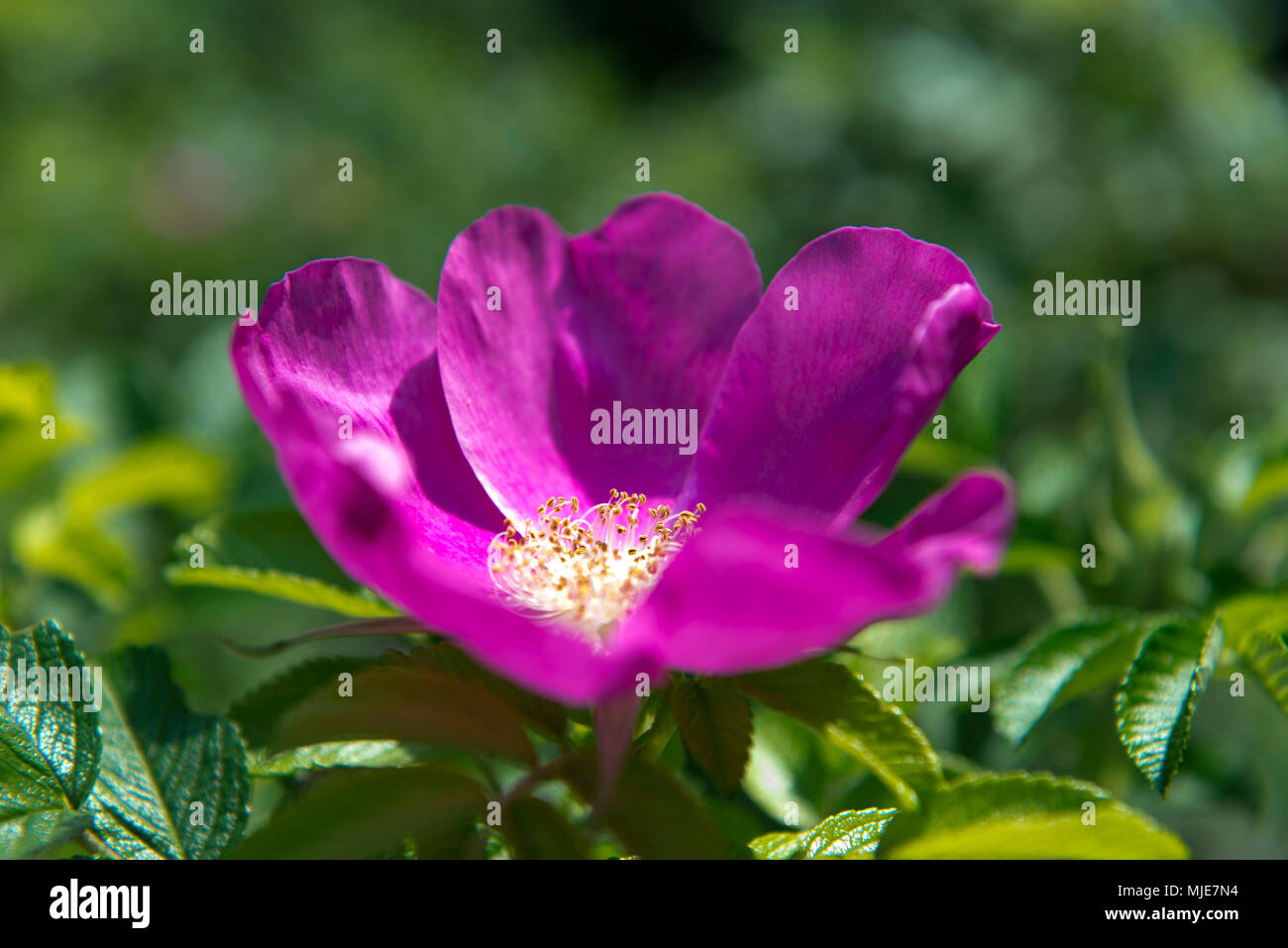 Rose blossom, small cottage garden Stock Photo