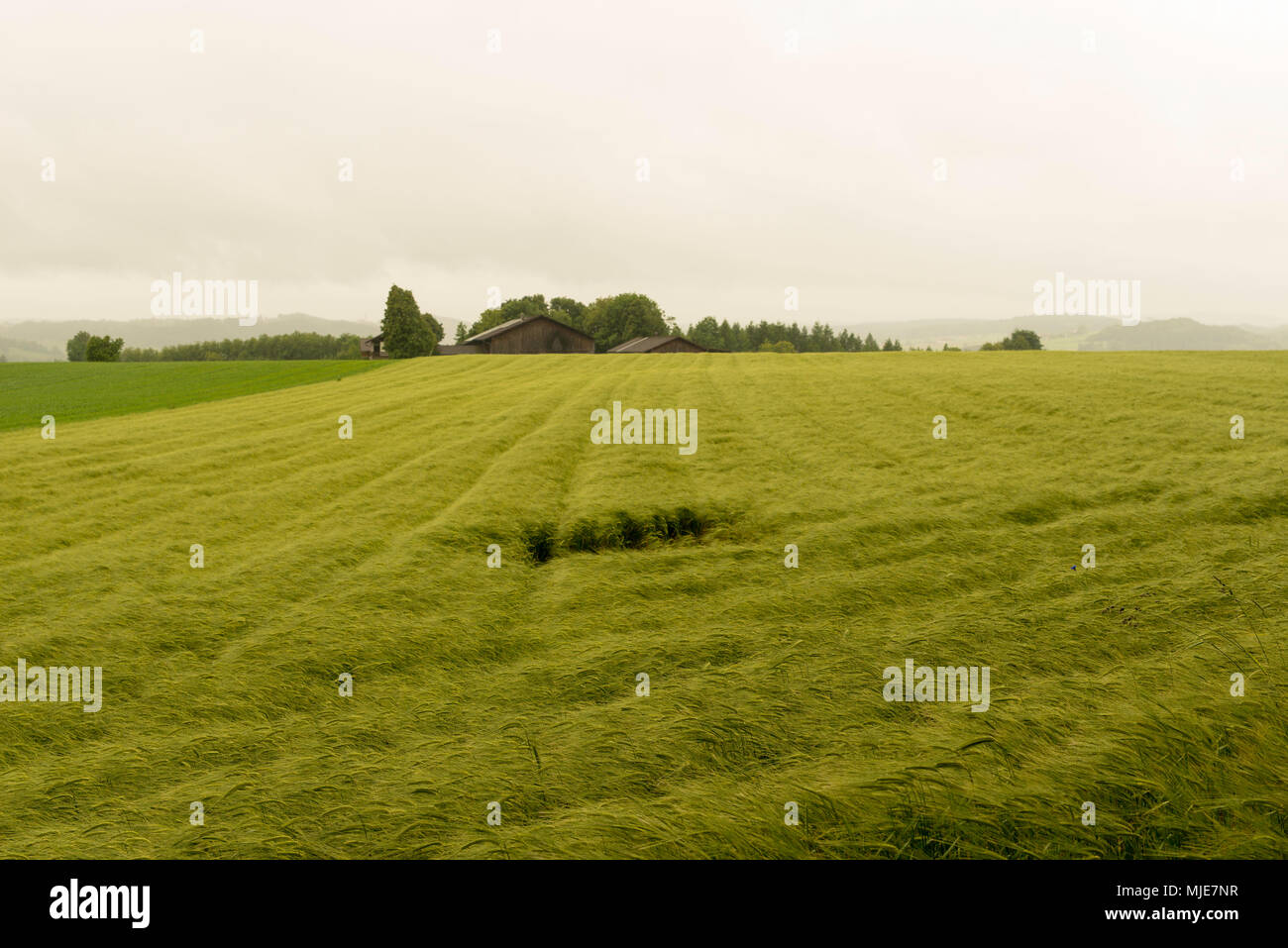 Agriculture cultivation cereals hi-res stock photography and images - Alamy