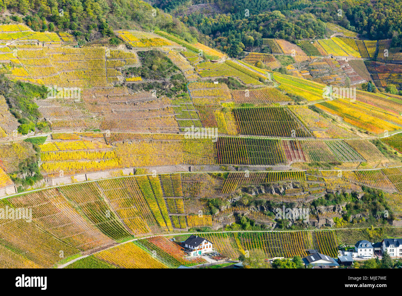 Vineyards in the autumn, Mayschoss, Ahrtal, cultivation area for pinot noir red vine and Portugieser grape, red wine growing area, Eifel, Rhineland-Palatinate, Germany, Europe Stock Photo