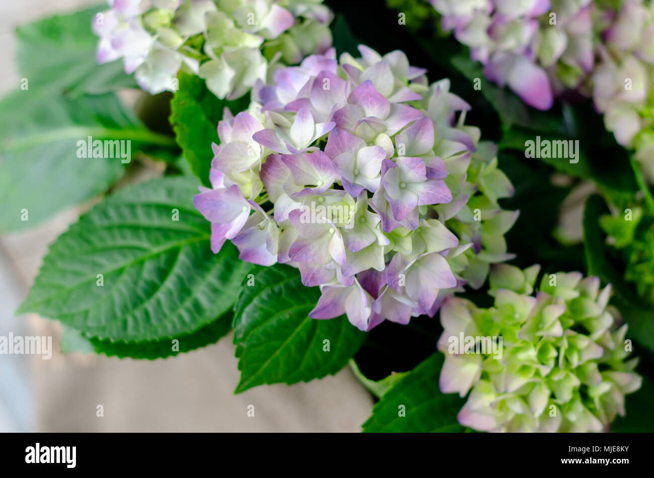 Hydrangea Blossom from top view Stock Photo - Alamy