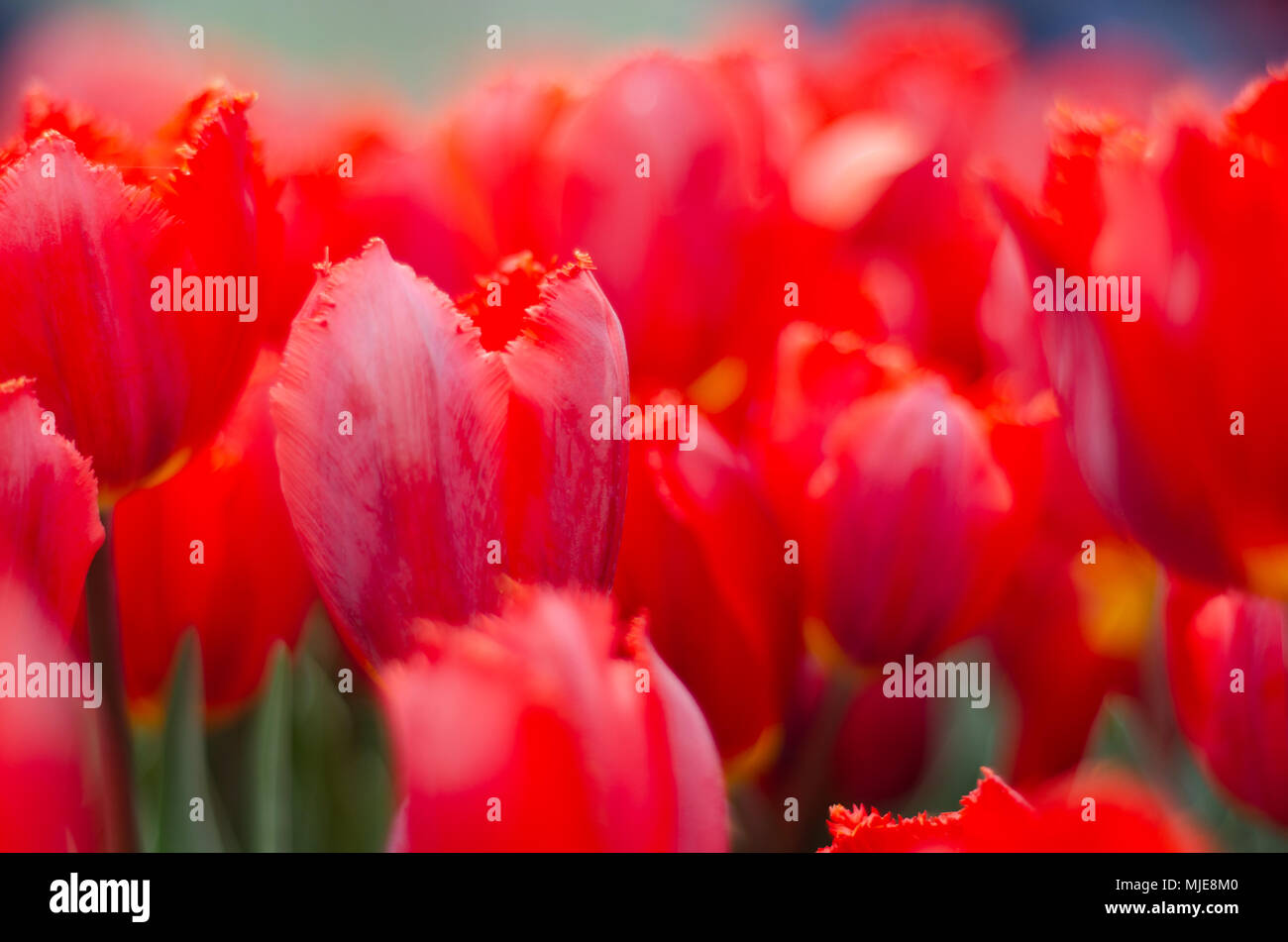 Intense red Tulip blossoms Stock Photo