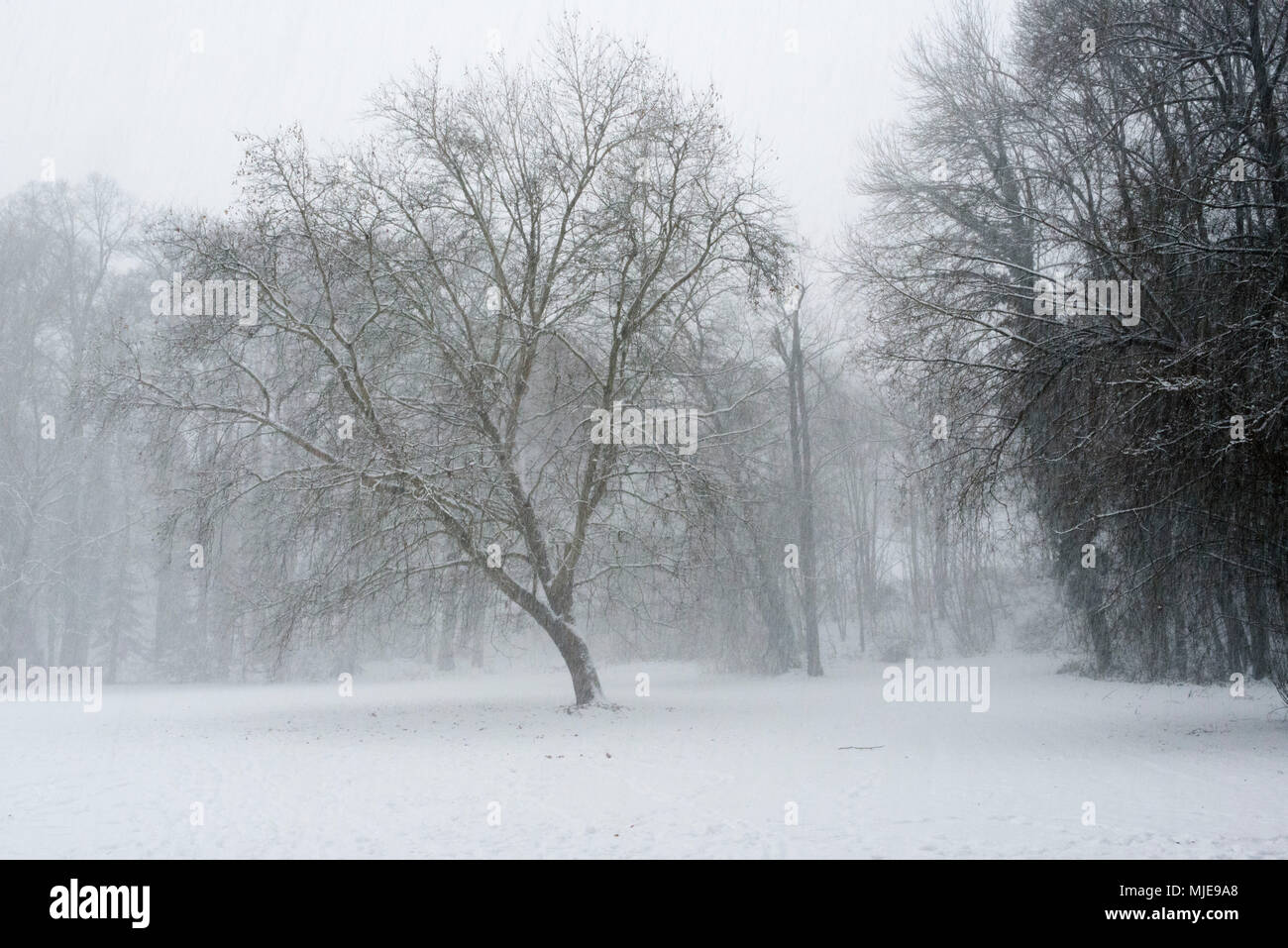 Snow drifting in the park, snowfall Stock Photo