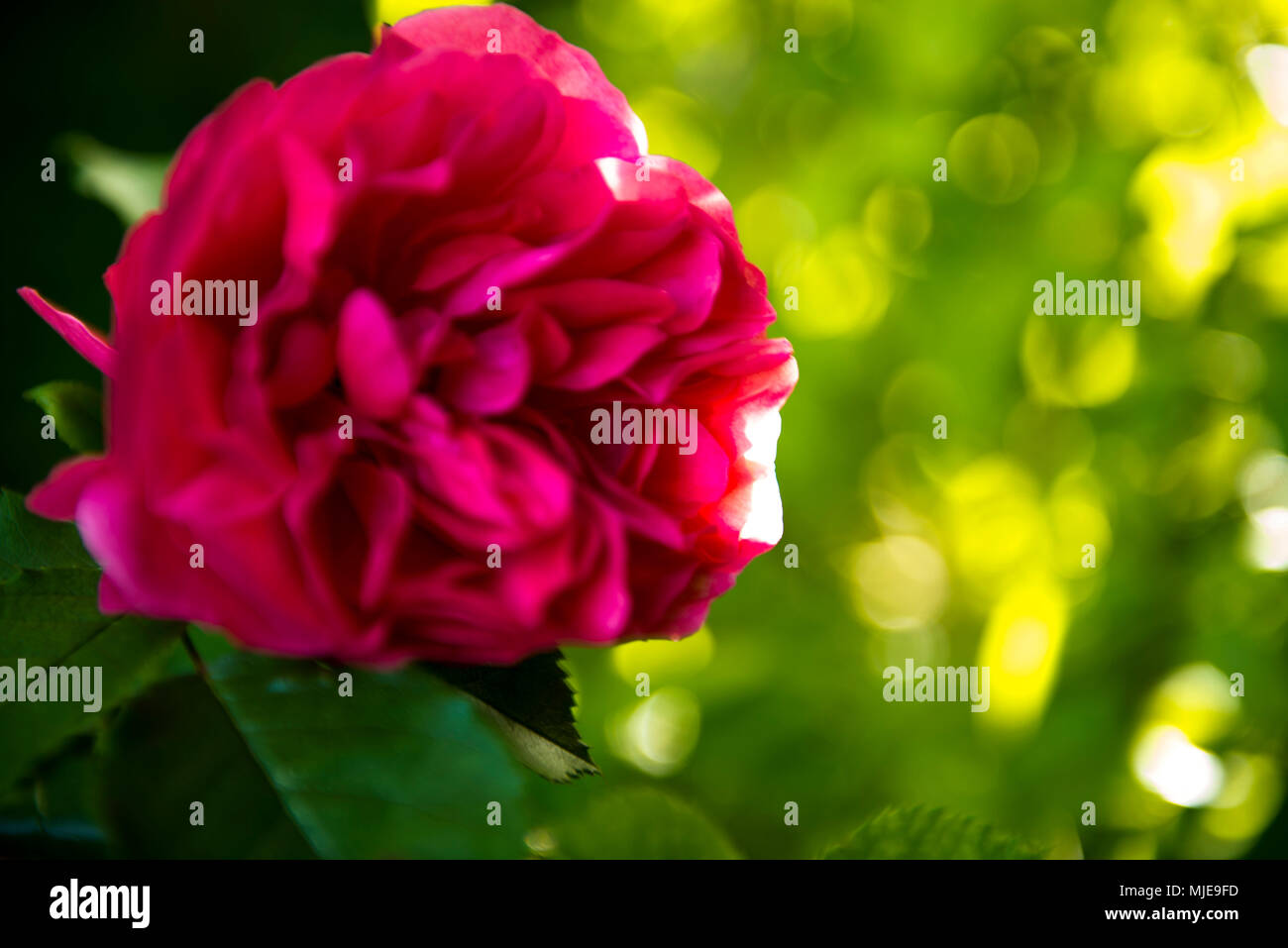 red rose, small cottage garden Stock Photo