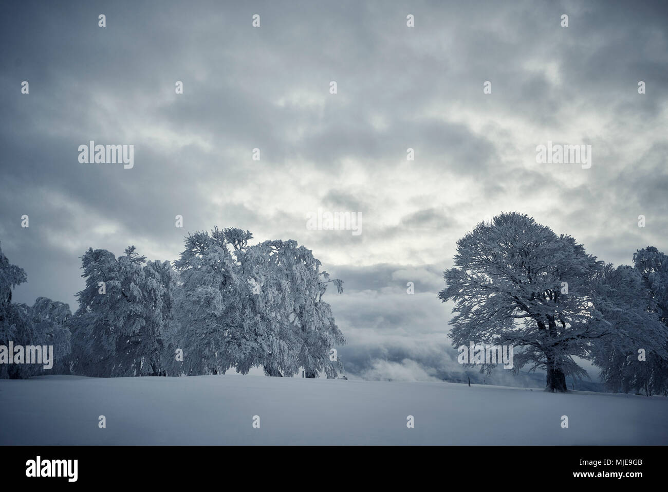 snowy windswept beech on a hill in winter, sky with dark clouds Stock Photo