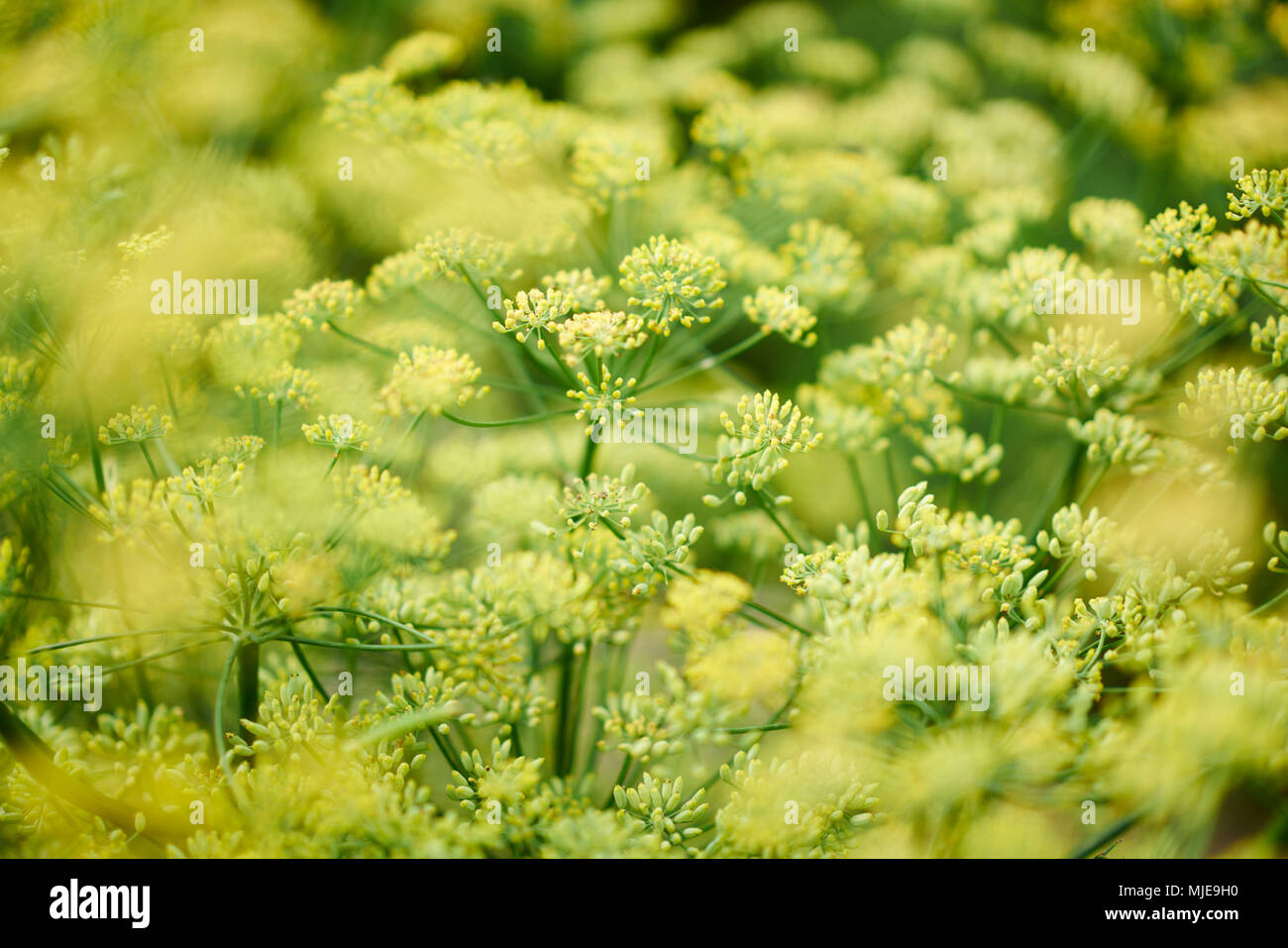 Dill as a crop plant with many flowers and umbels in yellow and green Stock Photo