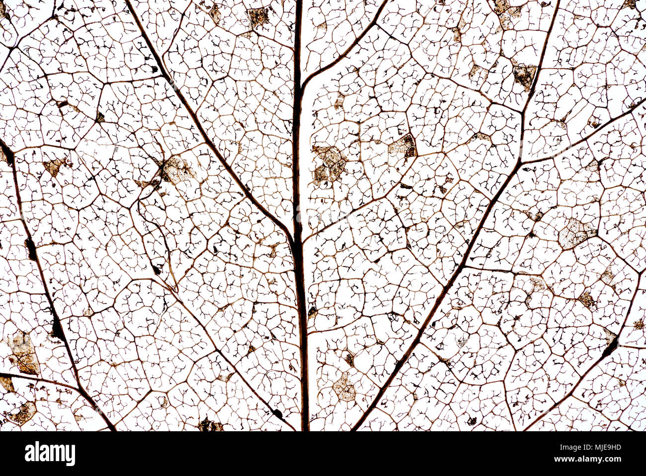 Detail of a decomposed leaf with leaf veins in front of white, close-up Stock Photo