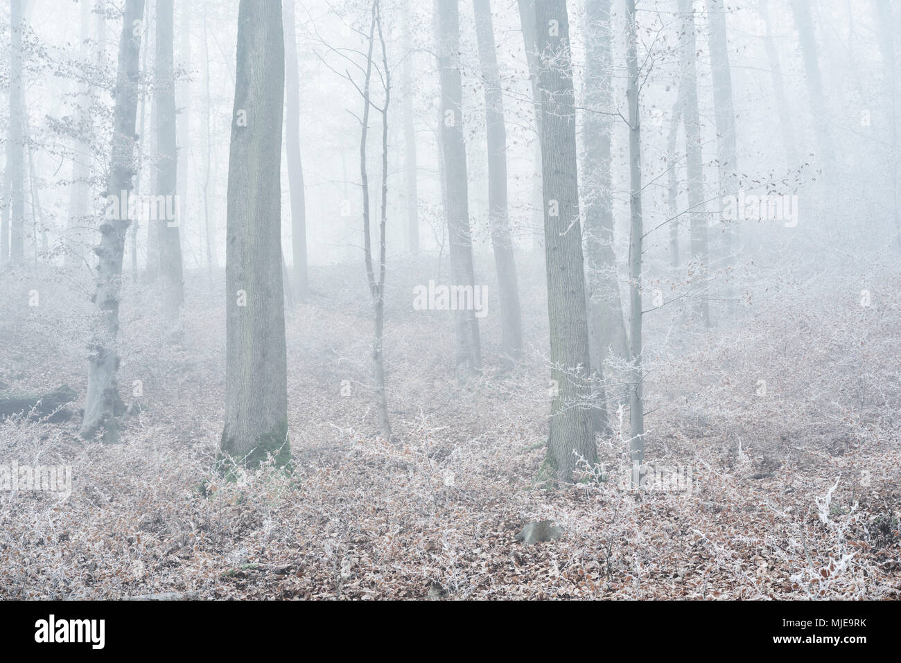 Forest with beeches in winter, hoarfrost and fog, Stock Photo