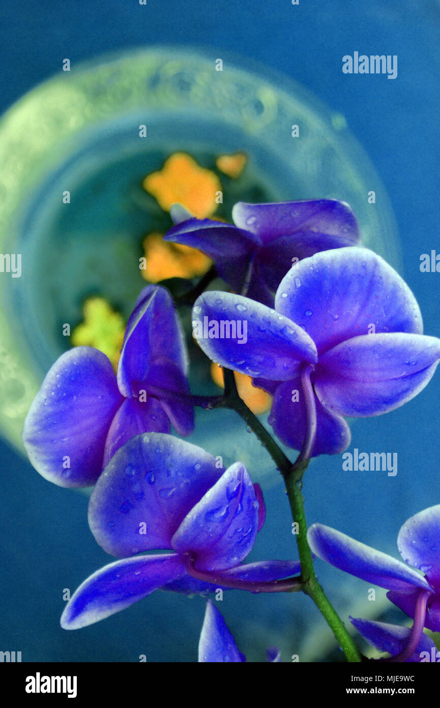 Vase, orchid, flowers, blue, detail, Stock Photo