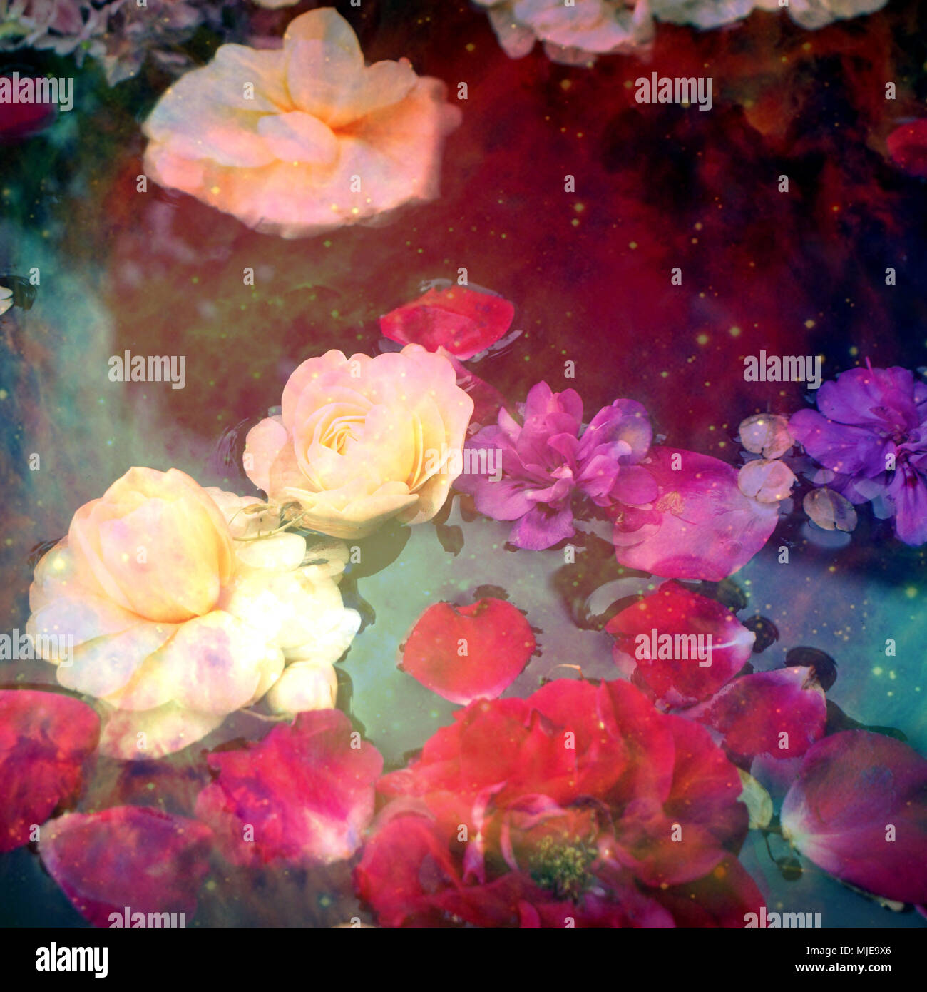 Flowers, water, float, detail, blur Stock Photo Alamy