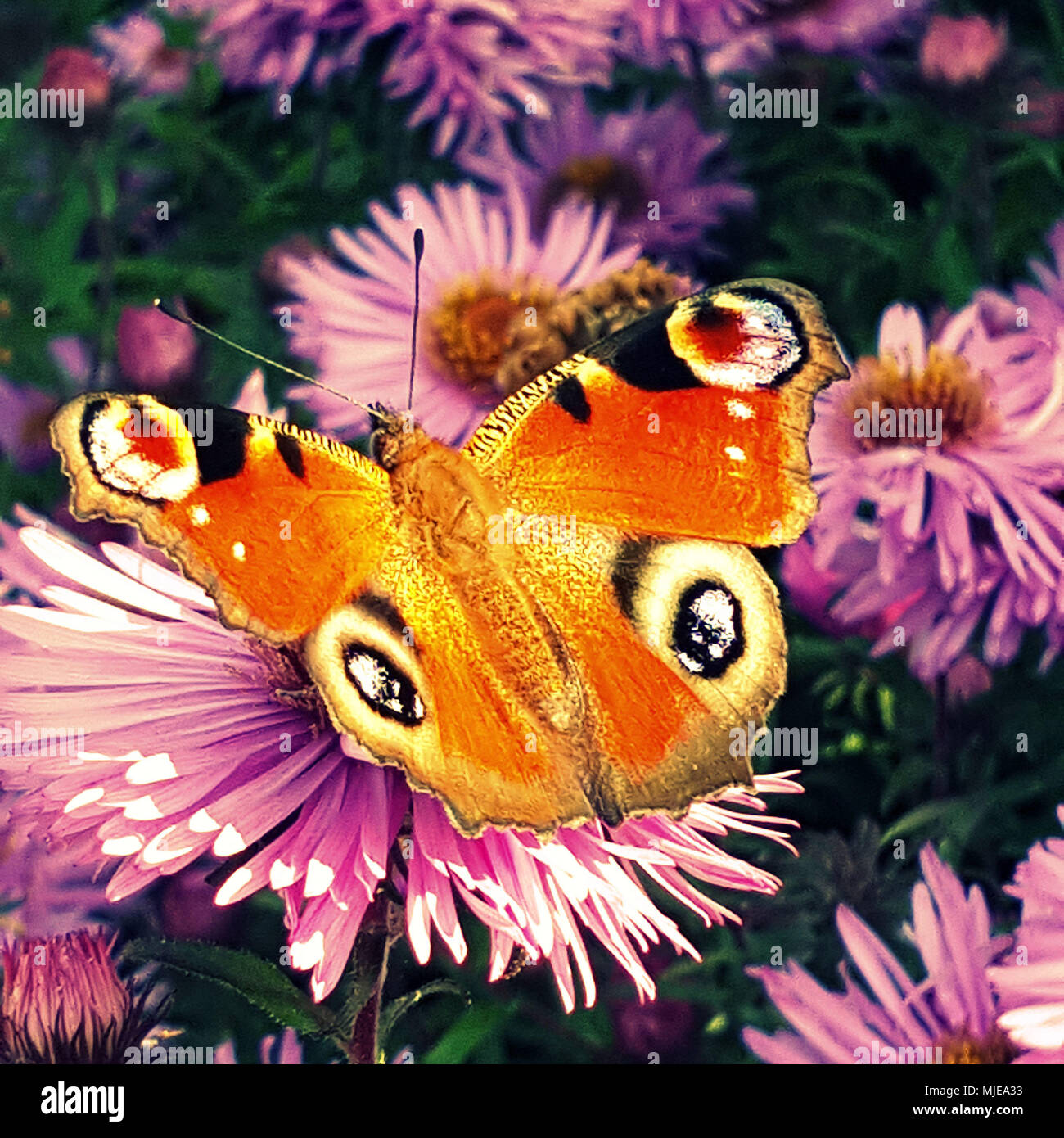 Flower, butterfly, Stock Photo