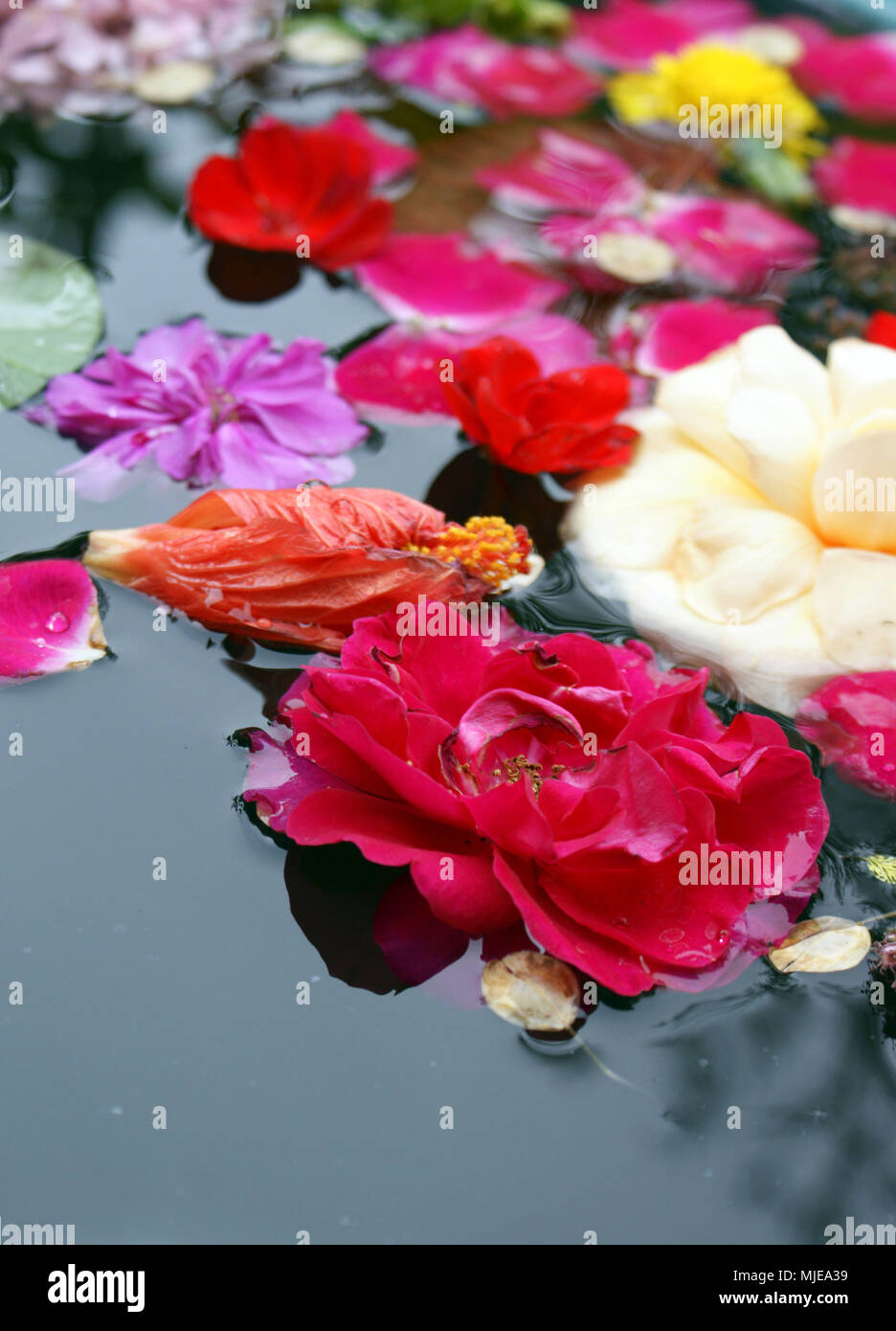 Flowers, water, float, detail, blur Stock Photo Alamy