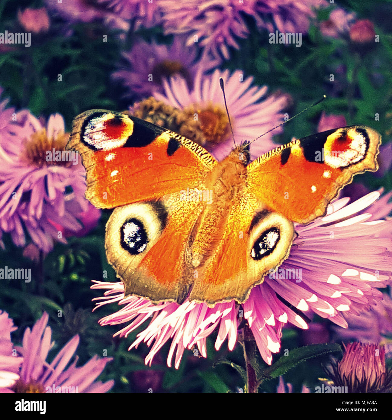Flower, butterfly, Stock Photo