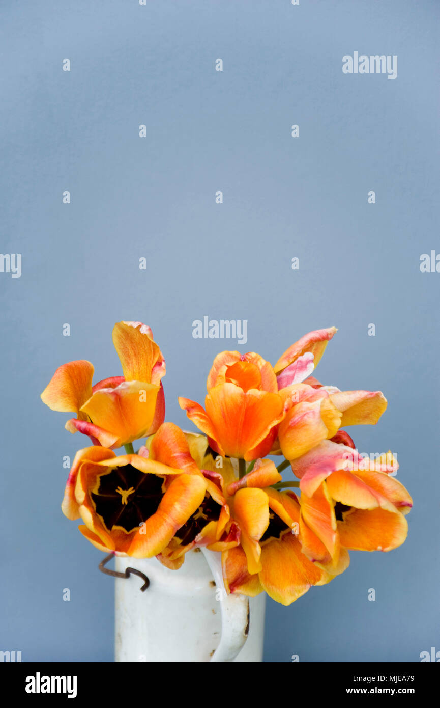 Tulips in an old milk pot Stock Photo Alamy