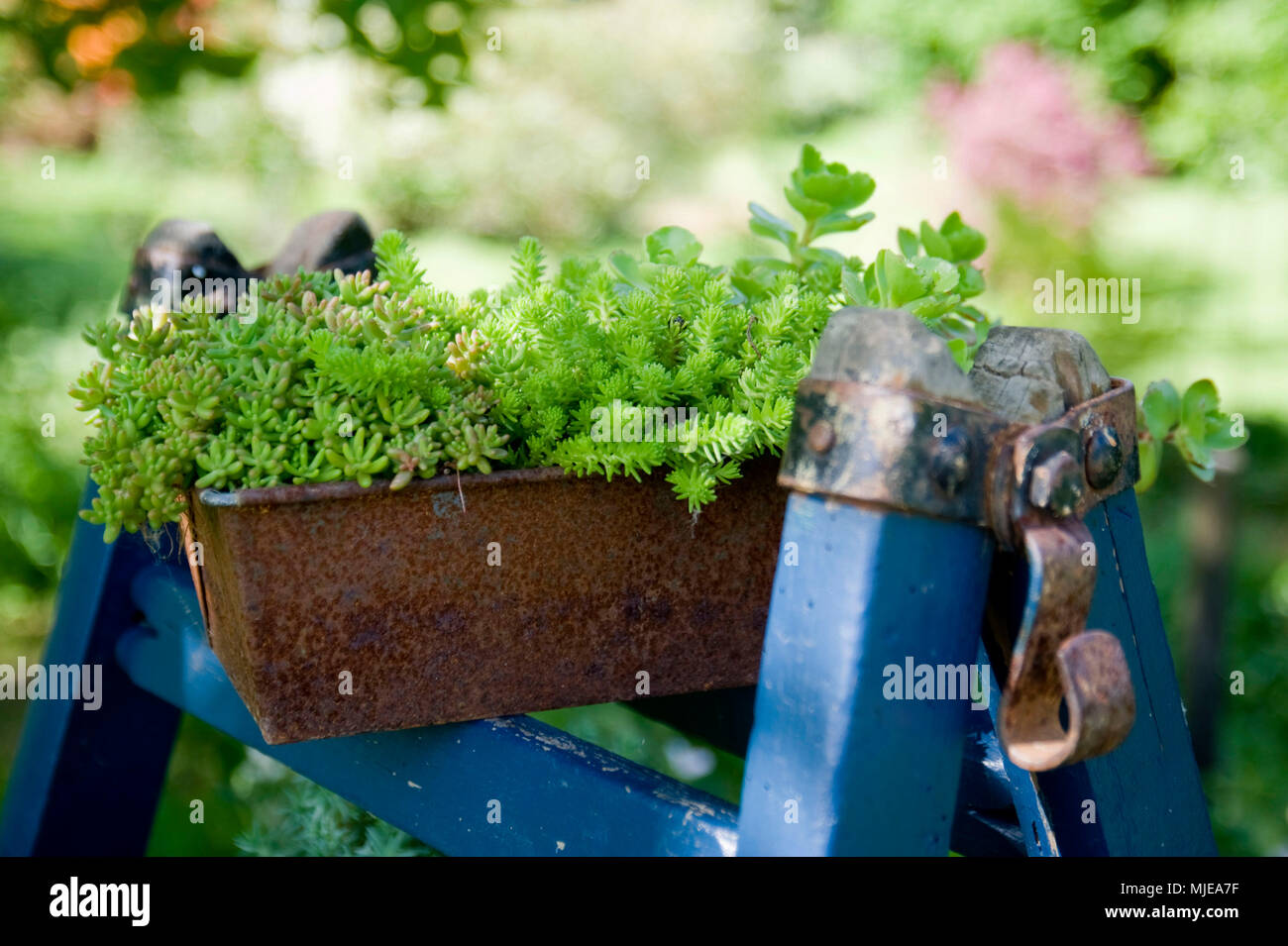 Succulents in an old baking dish Stock Photo