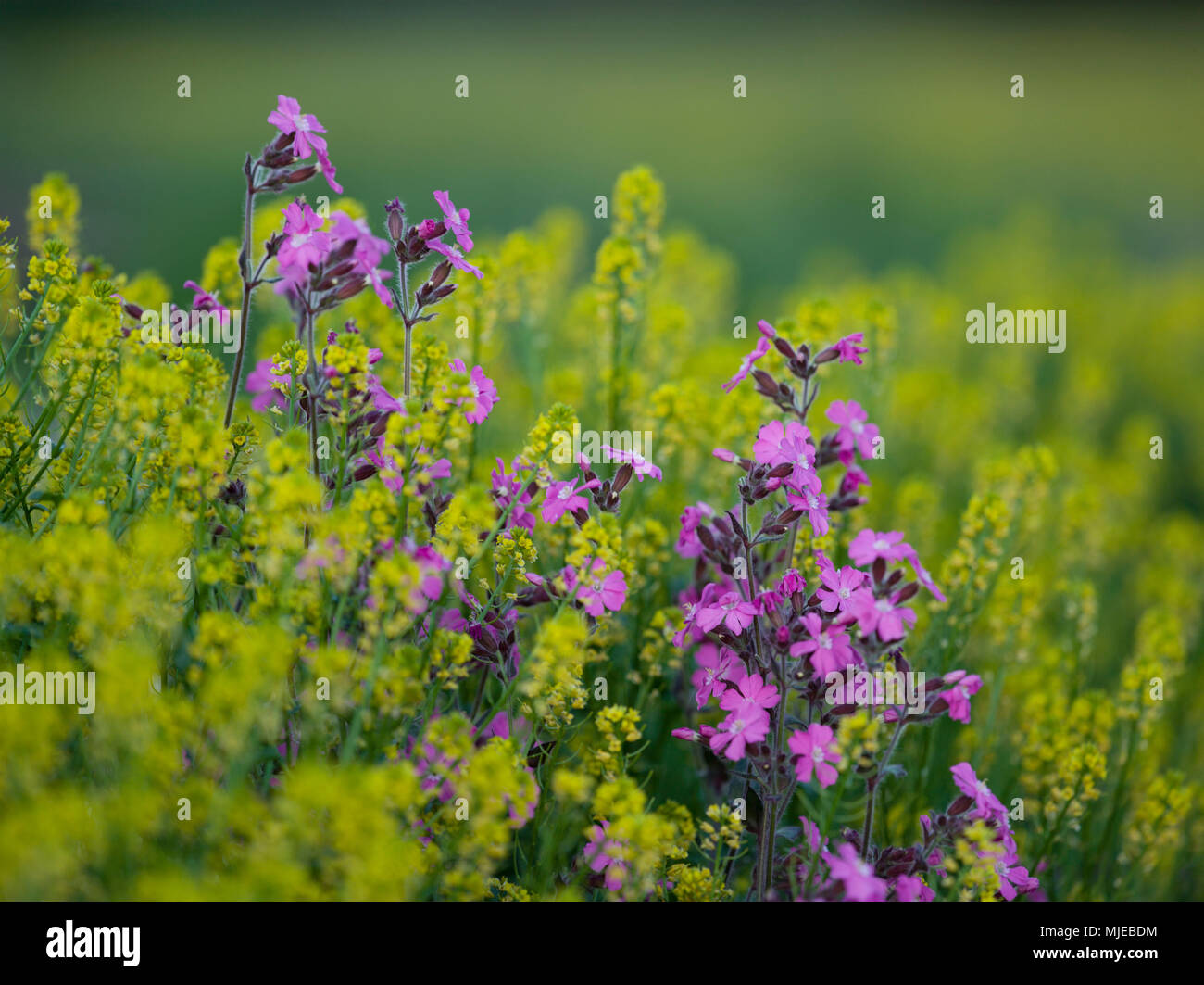 campions in flower meadow, Upper Bavaria, Bavaria, Germany Stock Photo ...