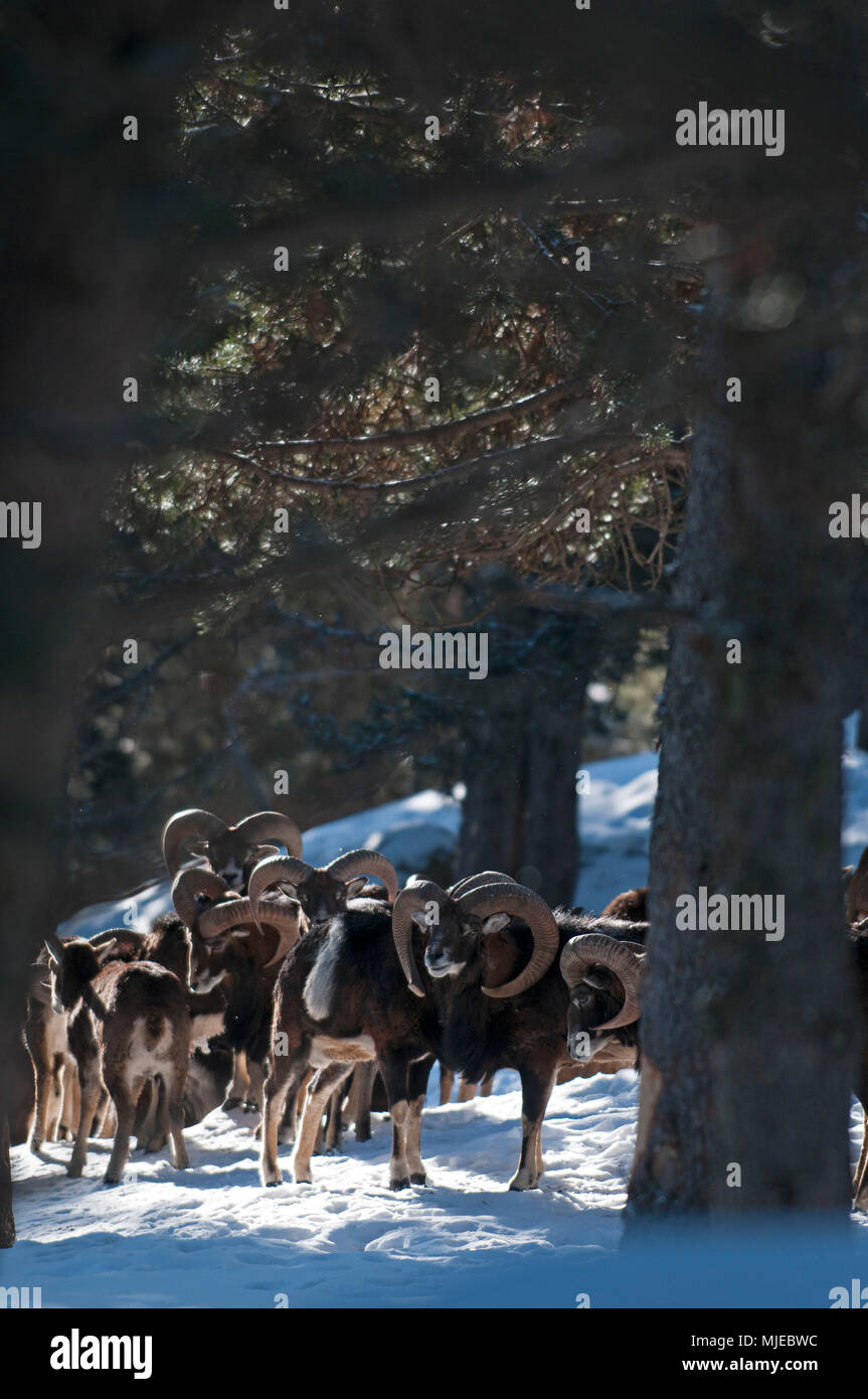 European Mouflons in winter (Ovis aries musimon) Stock Photo