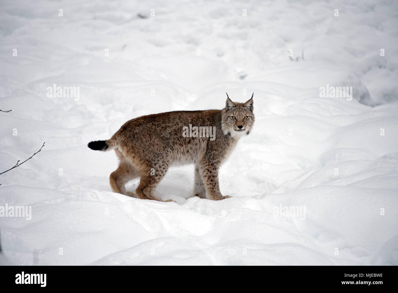 Eurasian Lynx in the snow (Lynx lynx Stock Photo - Alamy