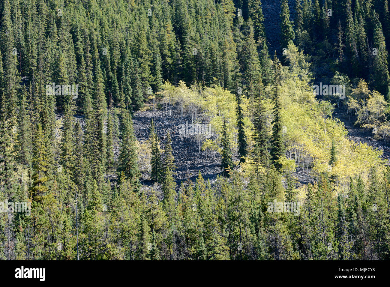 Jasper National Park, Horseshoe Lake, Alberta, boulders, Canada, canadian rockies, landslide, landslip, pine, birch, revival, struggle, trees, forest Stock Photo