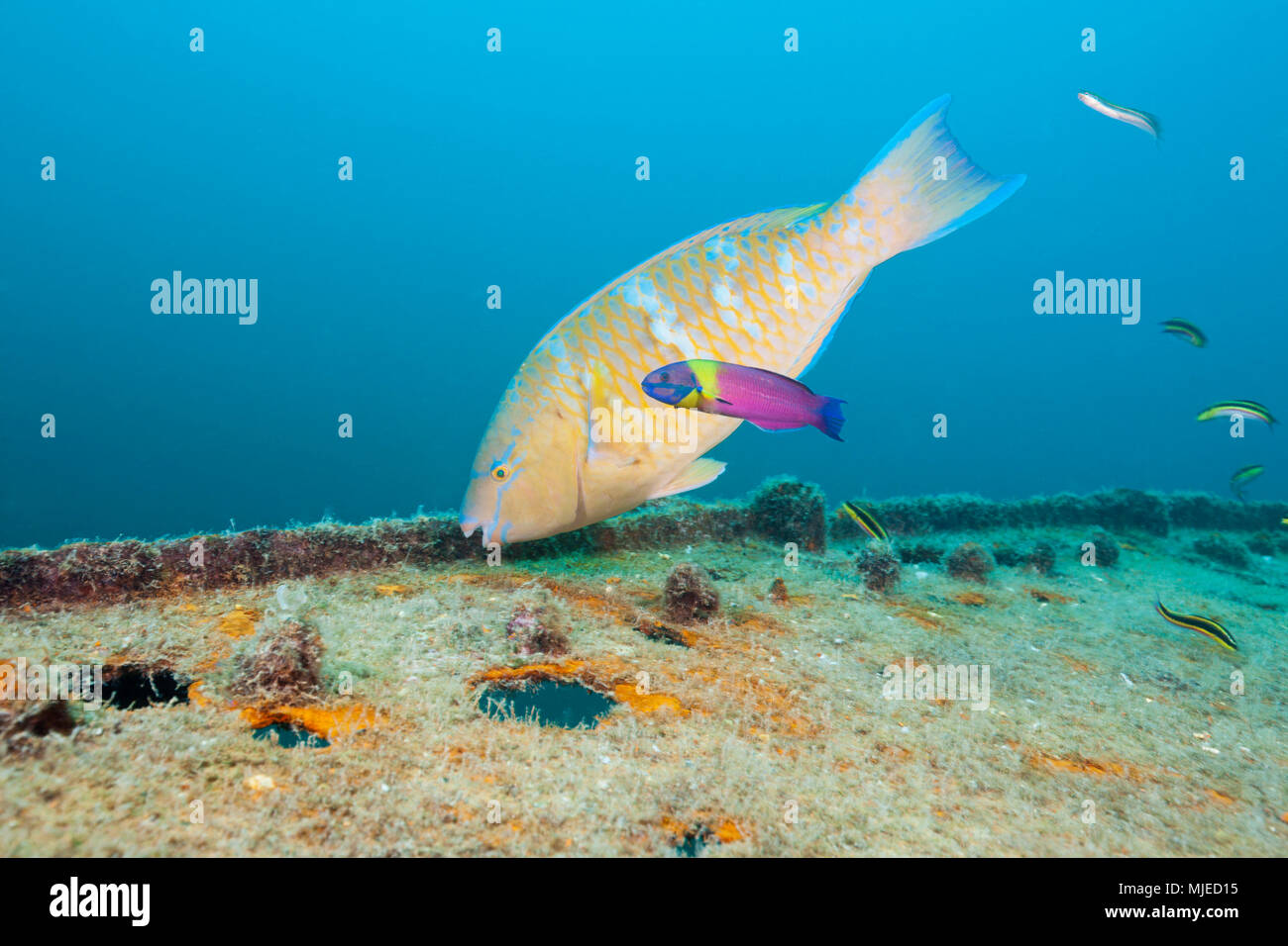 Blue-barred Parrotfish at Fang Ming Wreck, Scarus ghobban, La Paz, Baja California Sur, Mexico Stock Photo