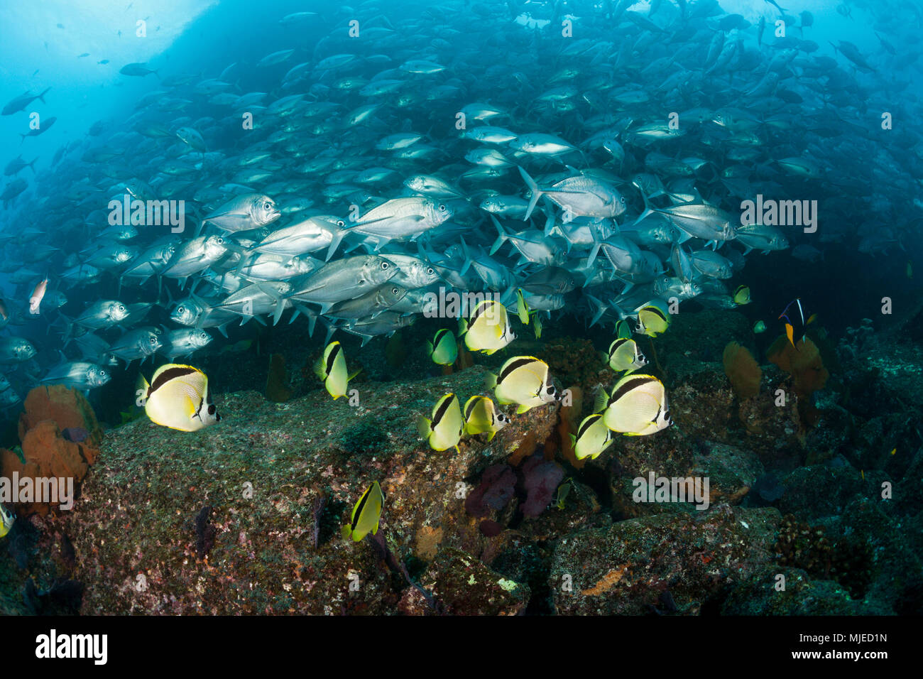 Bigeye Trevally and Barberfishes, Caranx sexfasciatus, Cabo Pulmo, Baja California Sur, Mexico Stock Photo