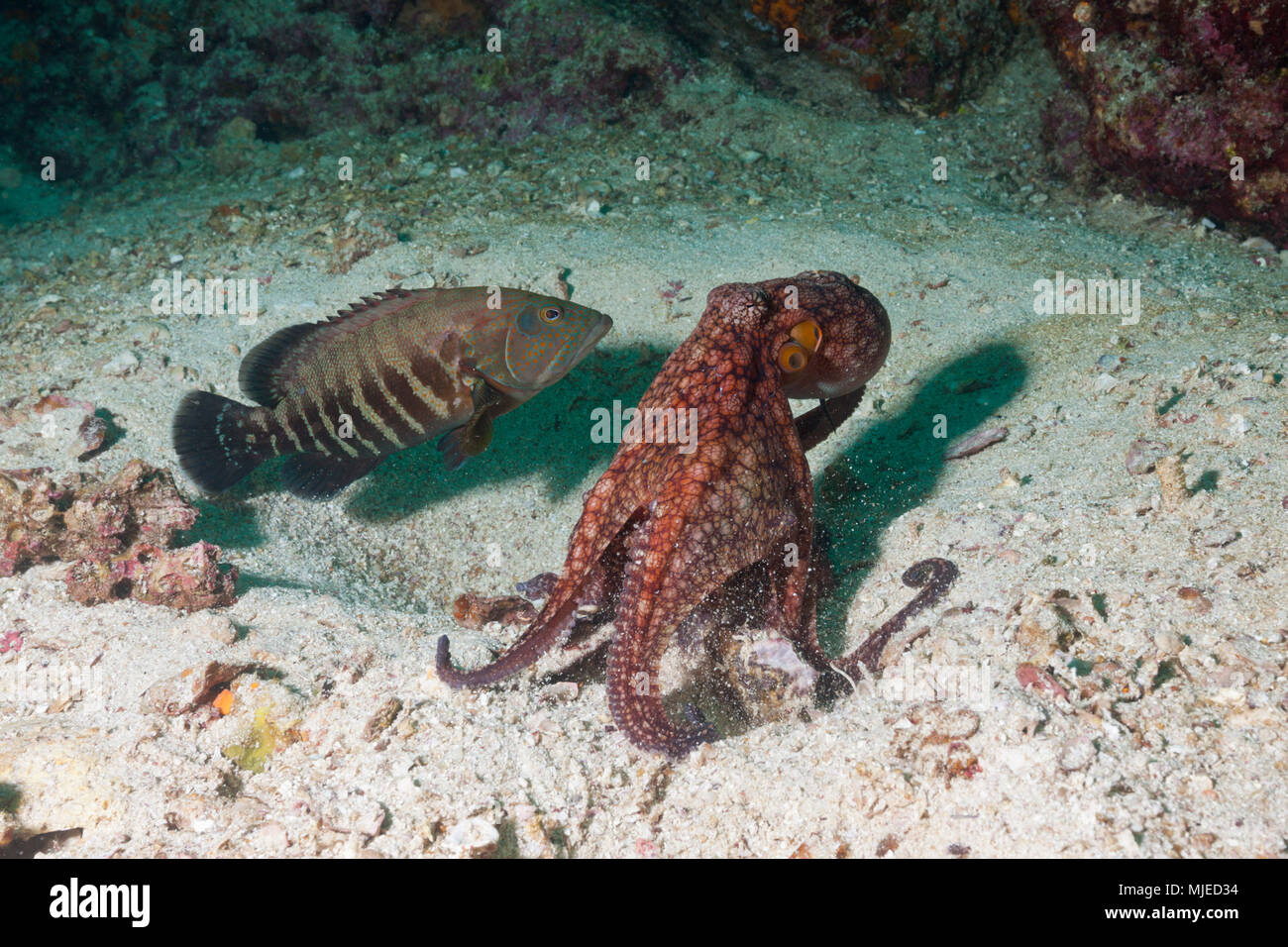 Octopus, Octopus sp., La Paz, Baja California Sur, Mexico Stock Photo