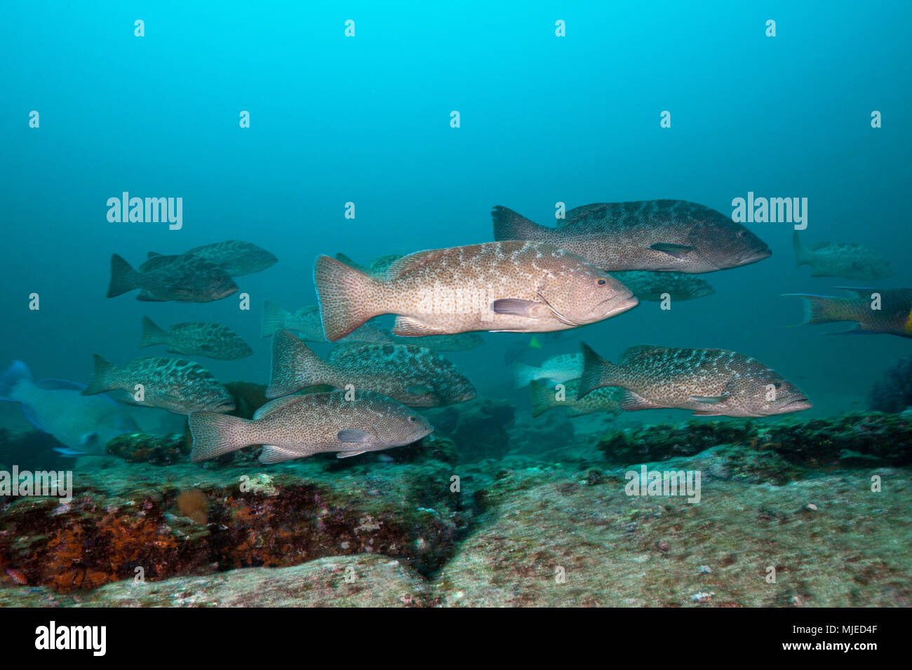 Shoal of Gulf Grouper, Mycteroperca jordani, Cabo Pulmo, Baja California Sur, Mexico Stock Photo