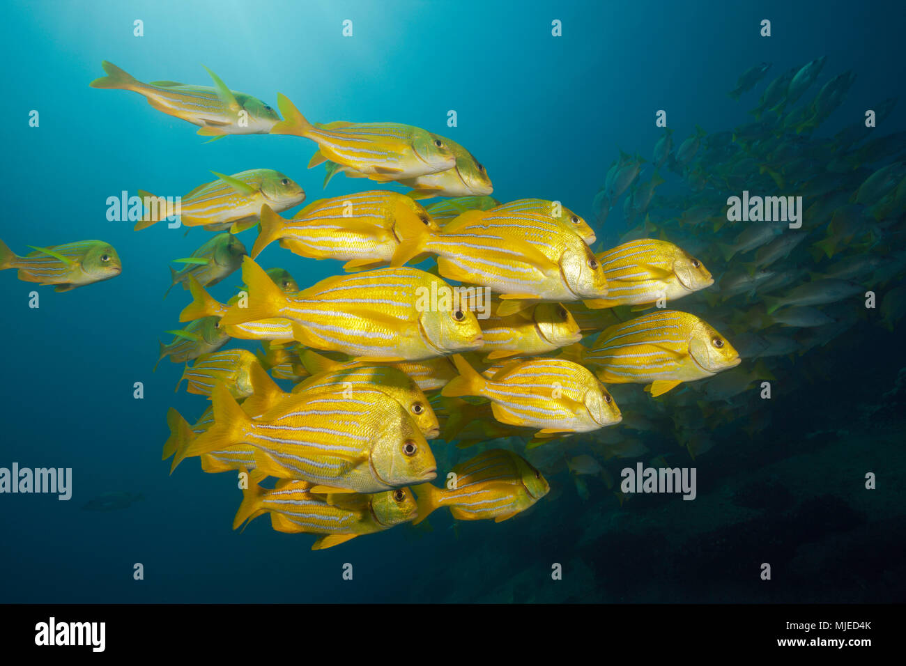 Panamic Porkfish, Anisotremus taeniatus, Cabo Pulmo, Baja California Sur, Mexico Stock Photo