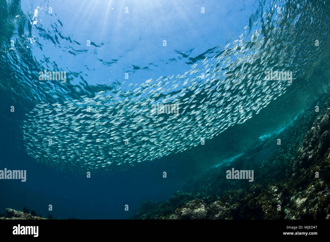 Shoal of Sardines, Sardinops sagax, La Paz, Baja California Sur, Mexico